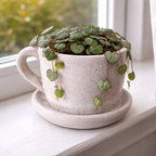 Large Cement Teacup Planter