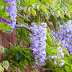 Amethyst Falls Wisteria