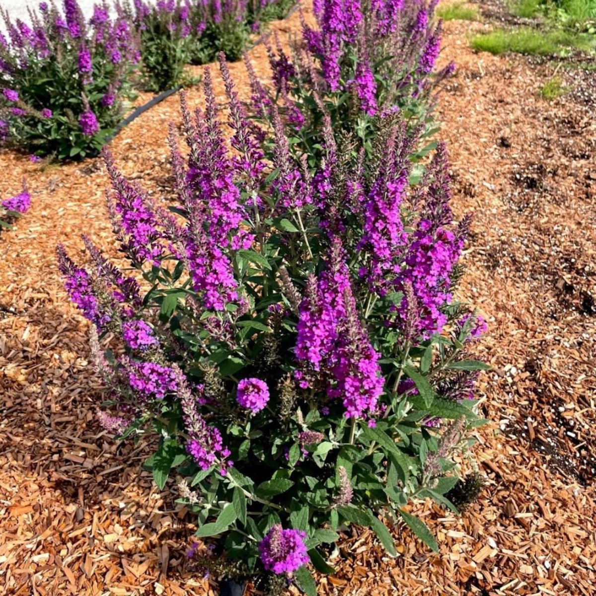 Birthday Cake® Butterfly Bush