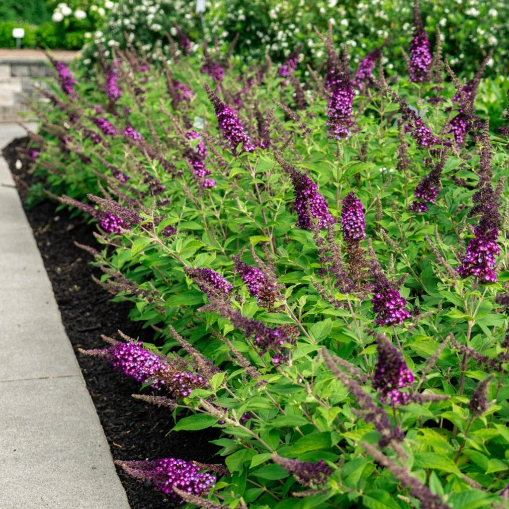 Blueberry Pie® Butterfly Bush