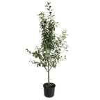 3-in-1 Apple Tree