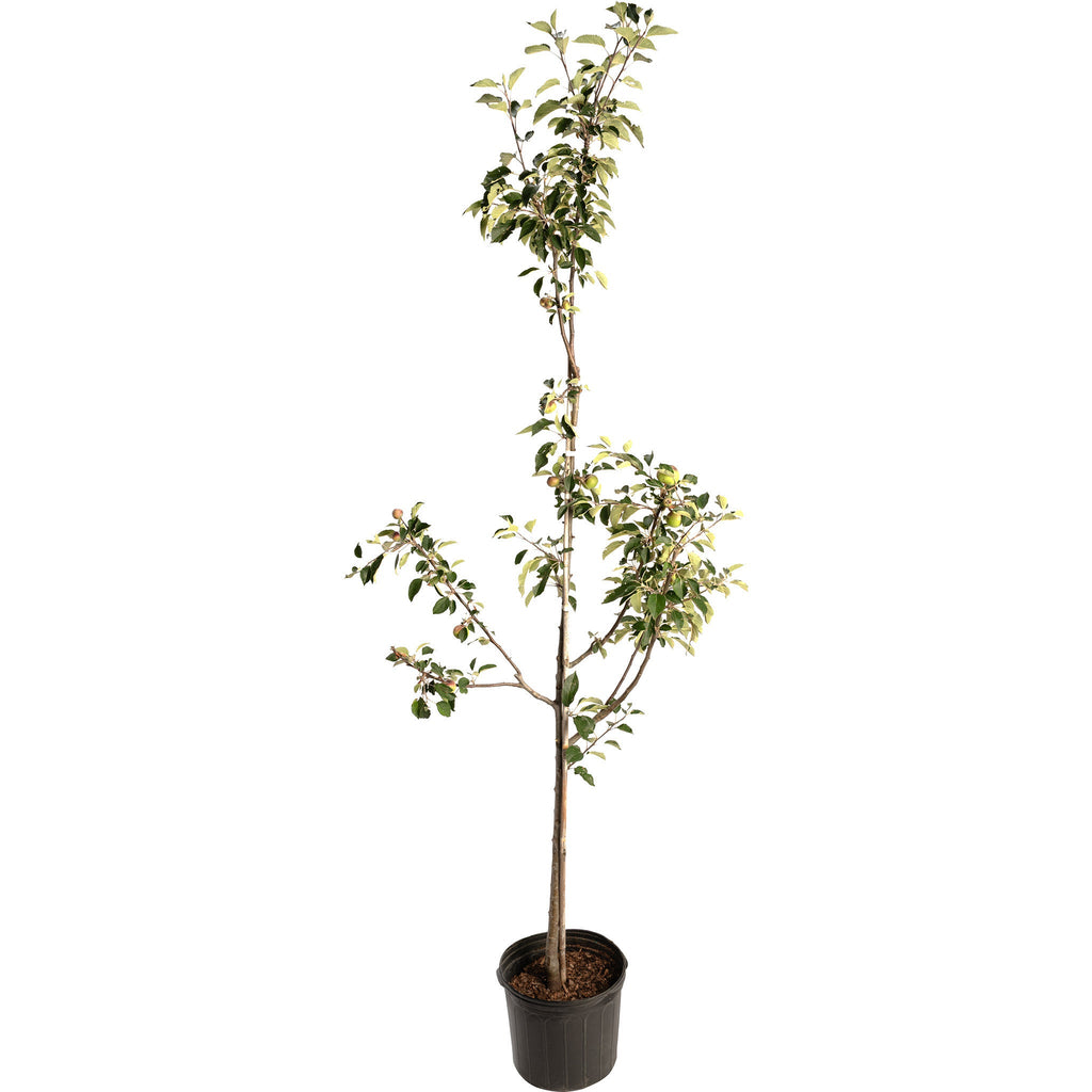 Granny Smith Apple Tree