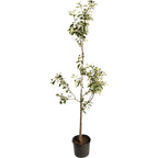 Granny Smith Apple Tree