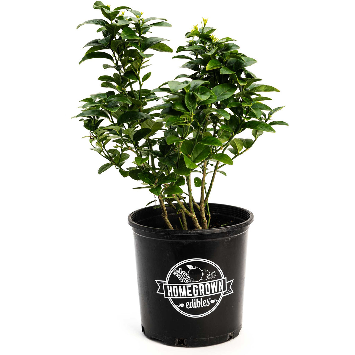 Key Lime Bush