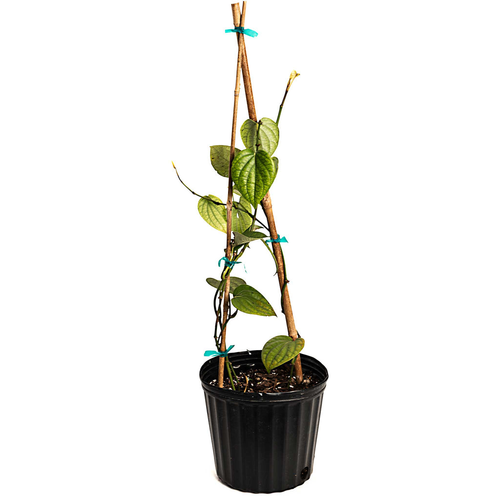 Black Pepper Plant