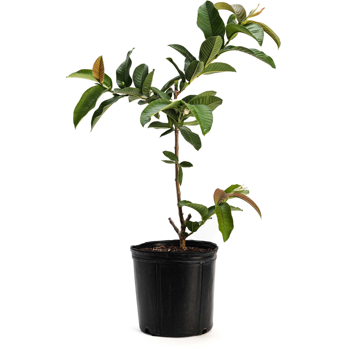 Ruby Supreme Guava Tree