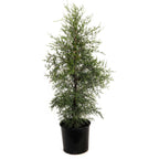 Brodie Eastern Red Cedar
