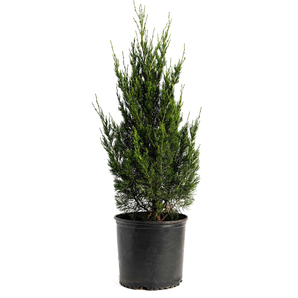 Spartan Juniper