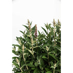 Birthday Cake® Butterfly Bush