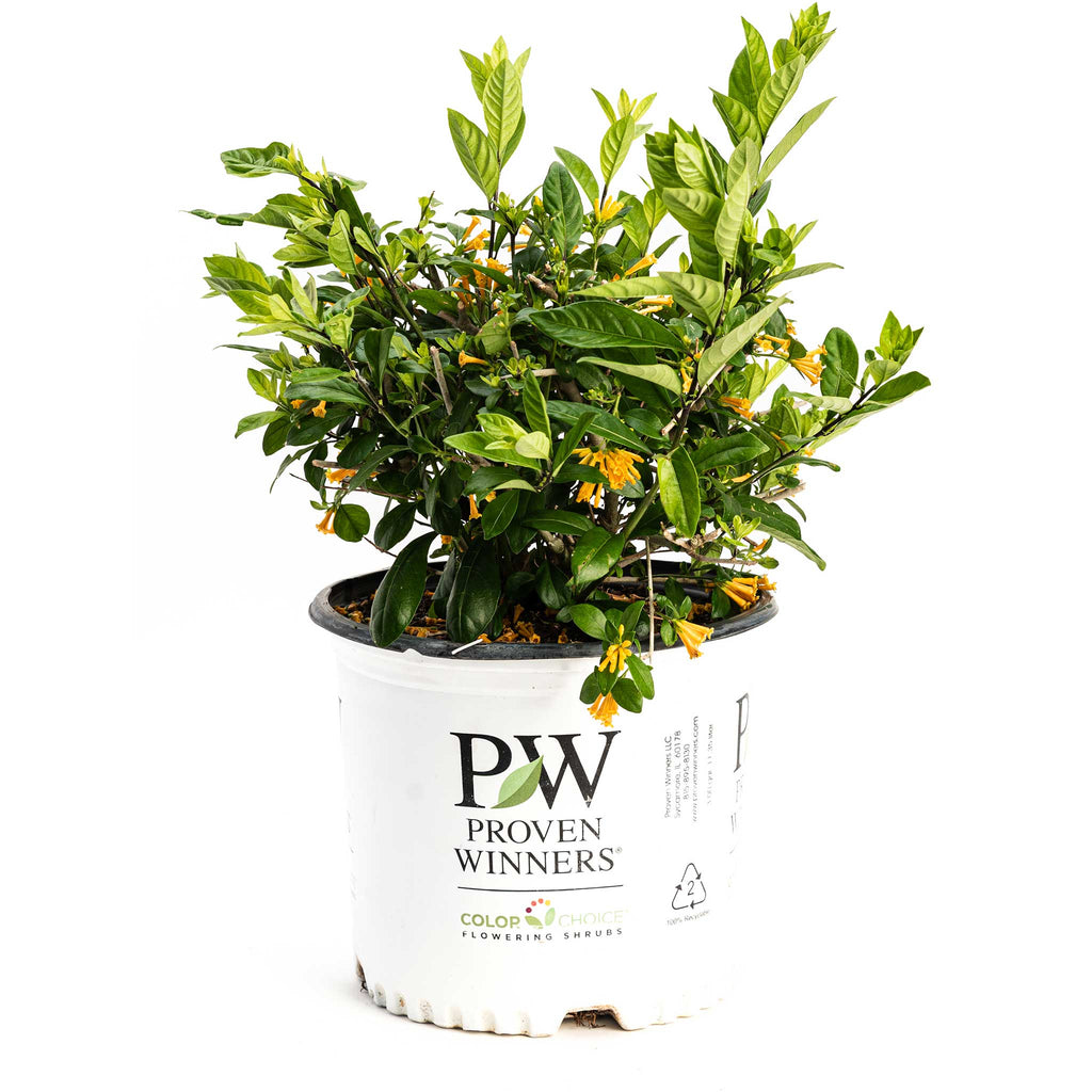 Juiced® Orange Jessamine