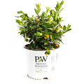 Juiced® Orange Jessamine