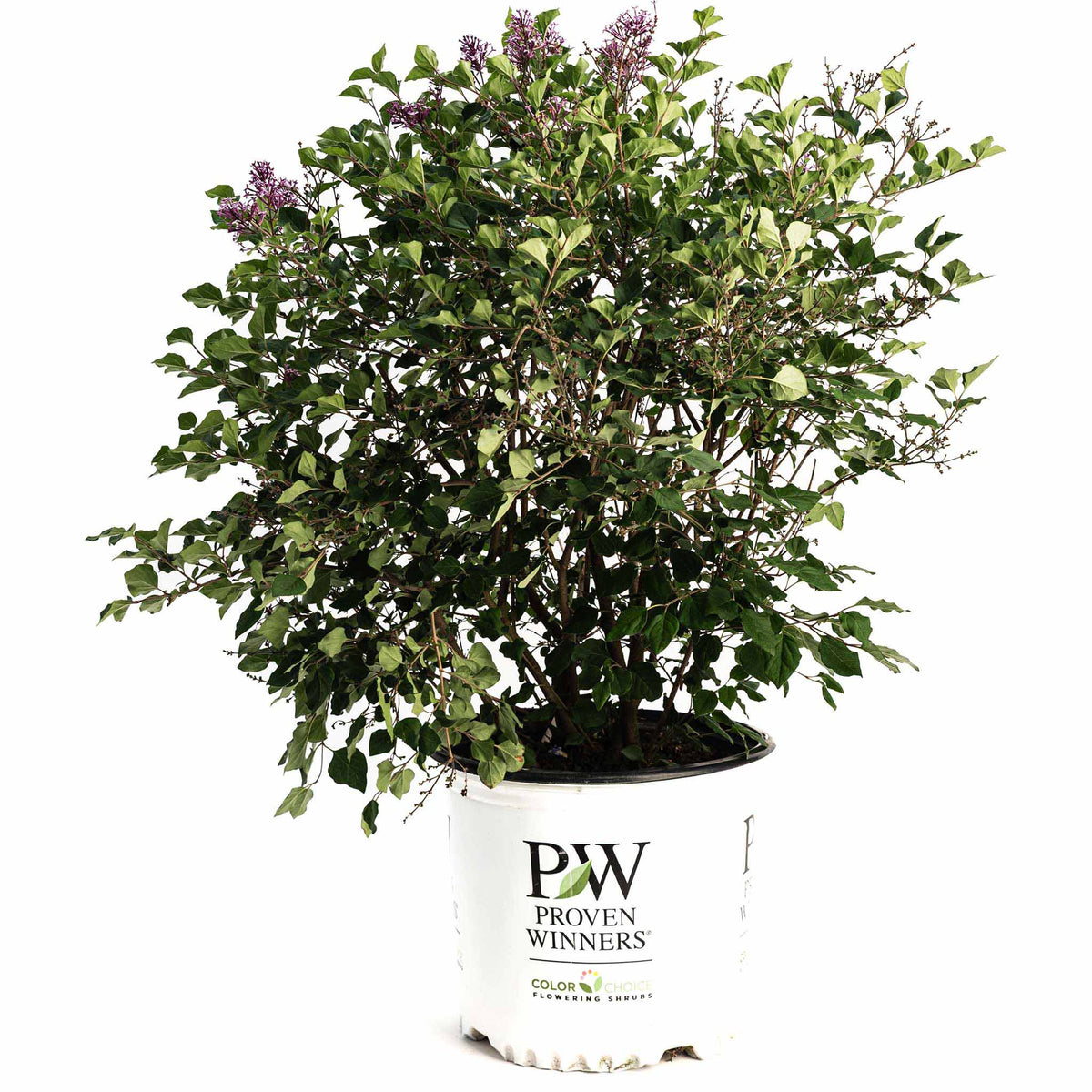 Bloomerang Lilac Bush
