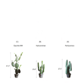 Artificial Cactus in Pot Various Styles