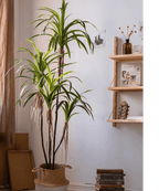 Artificial Dracaena Tree