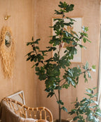 Artificial Silk Fig Tree In Pot