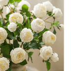 White Cabbage Rose Stem 20.8" Tall
