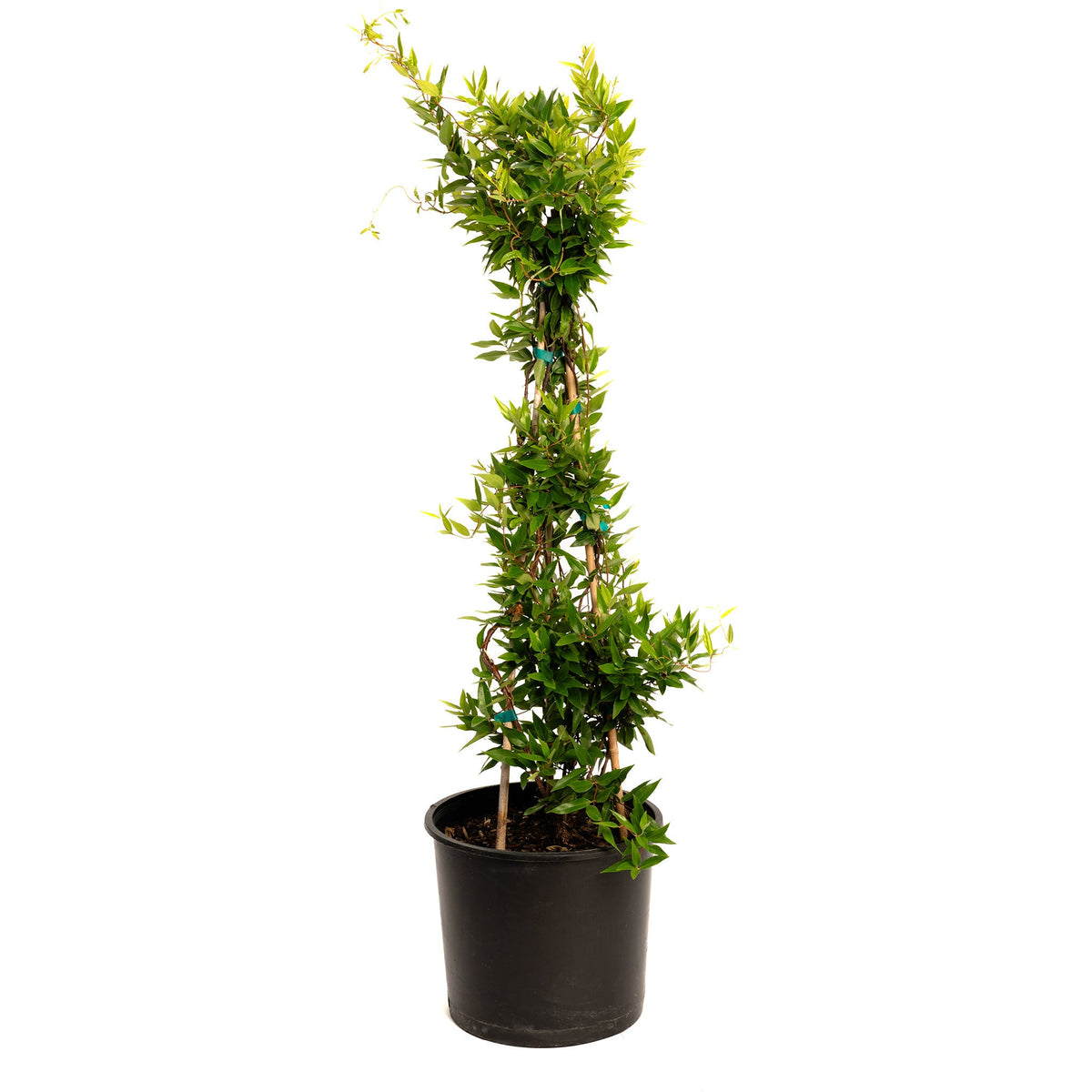 Carolina Jasmine
