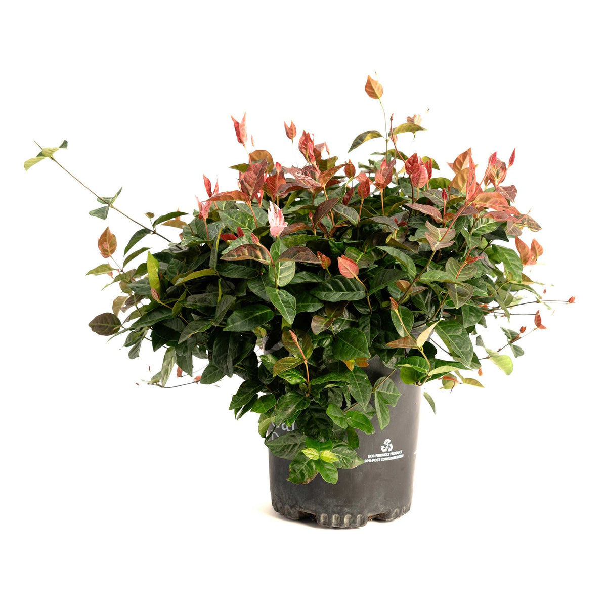 Snow-N-Summer™ Asiatic Jasmine