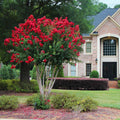 Scarlet Colorama™ Crape Myrtle