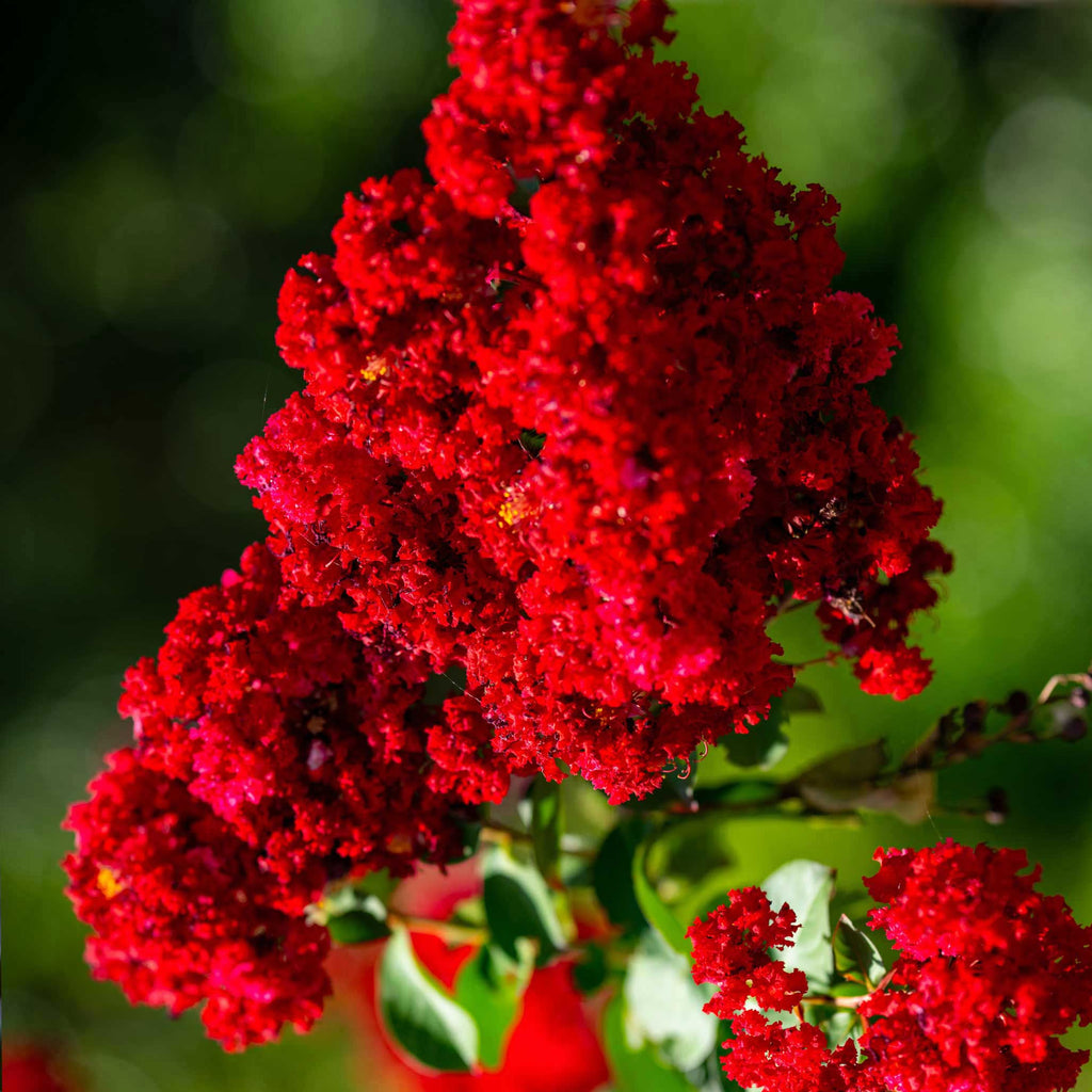 Scarlet Colorama™ Crape Myrtle