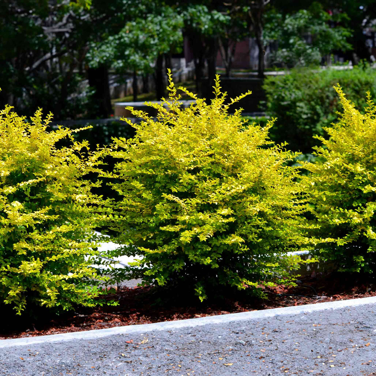Sunshine Ligustrum