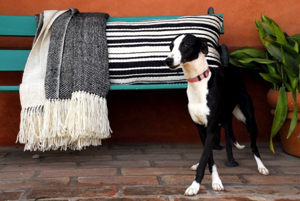 Harlequin Luxury Throw Blanket