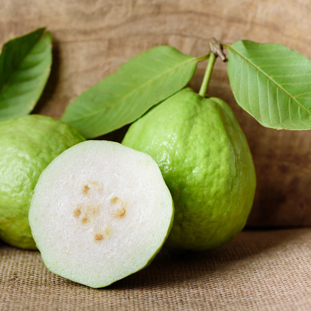 White Guava Tree