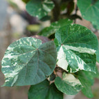 Variegated Hibiscus Tiliaceus