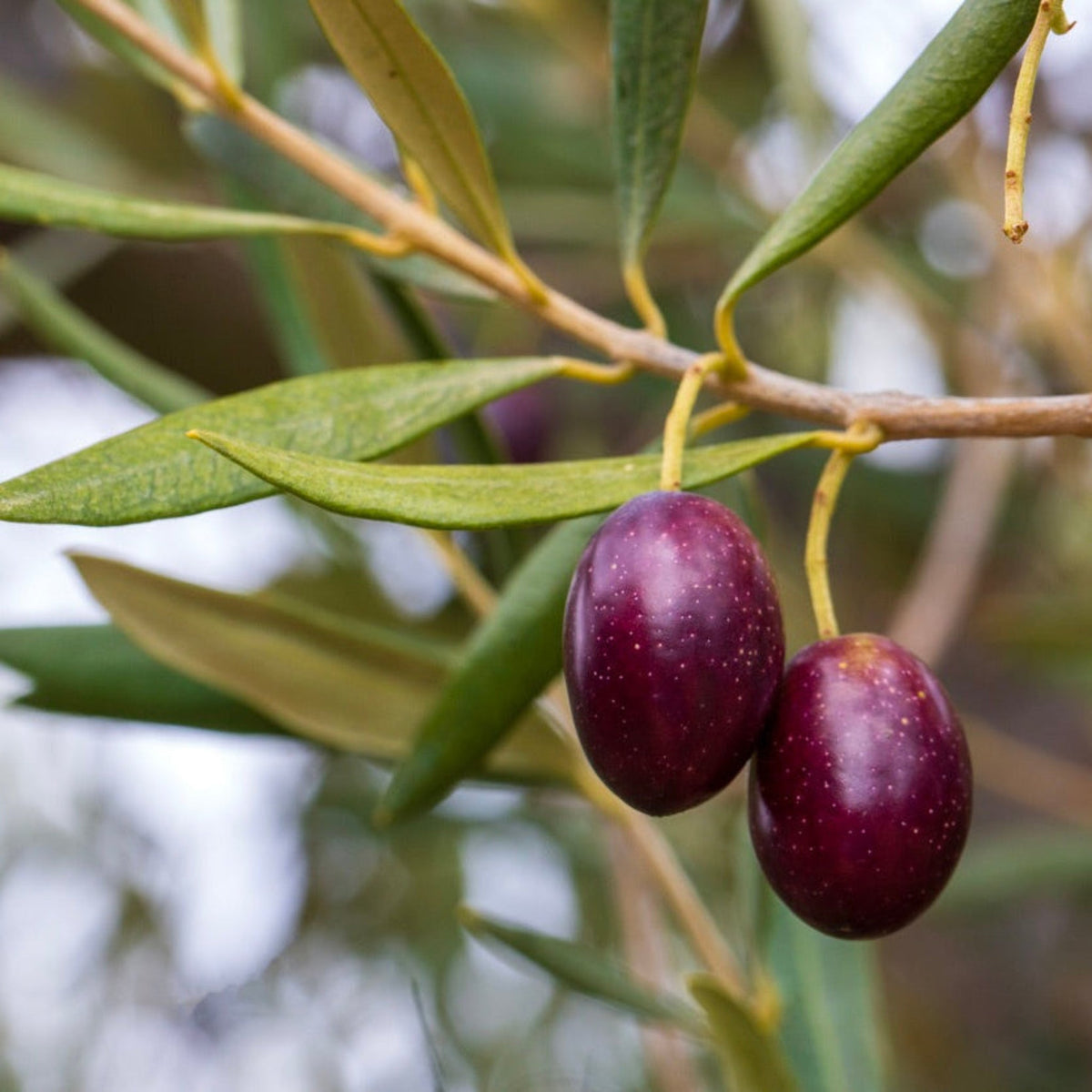 Koroneiki Olive Tree