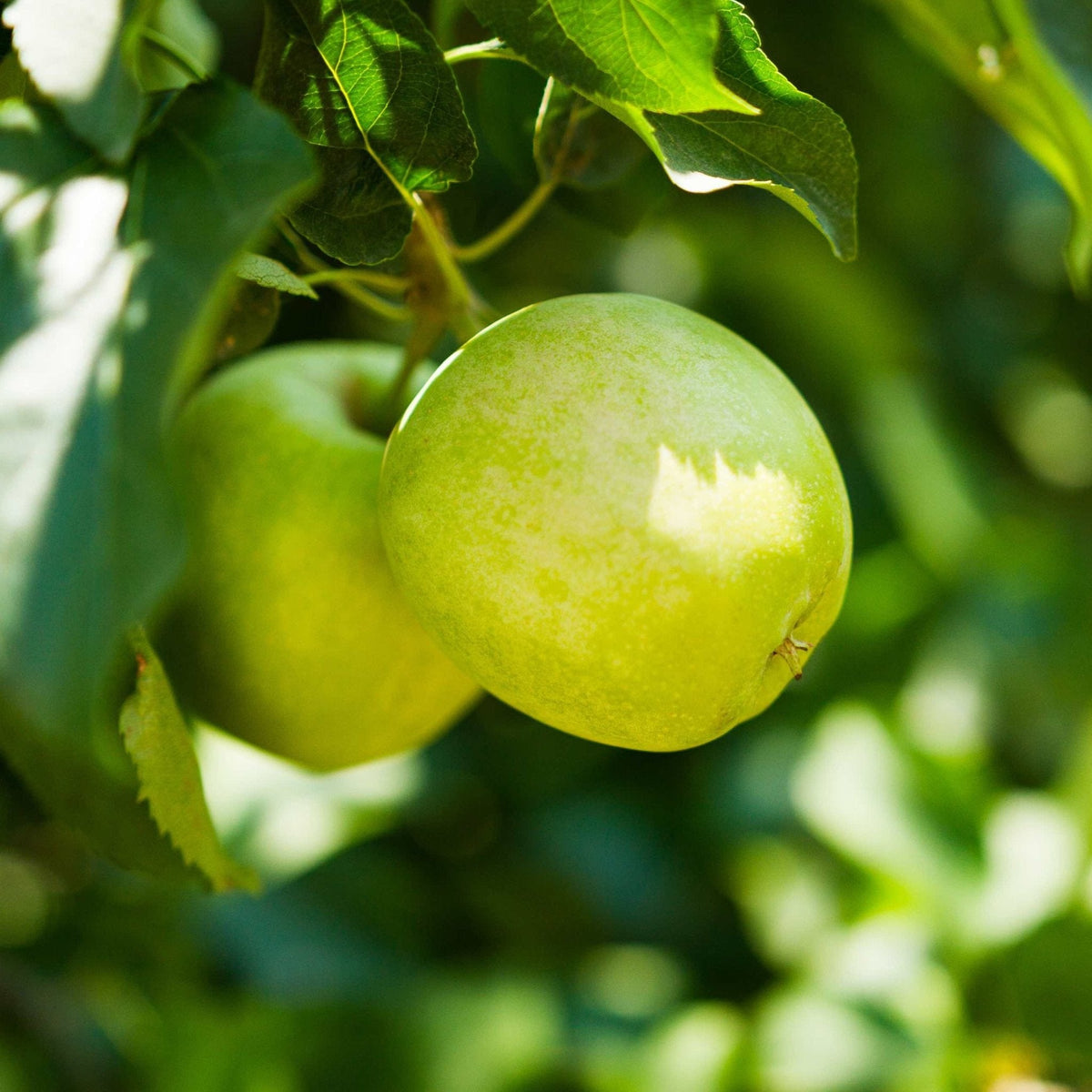 3-in-1 Apple Tree