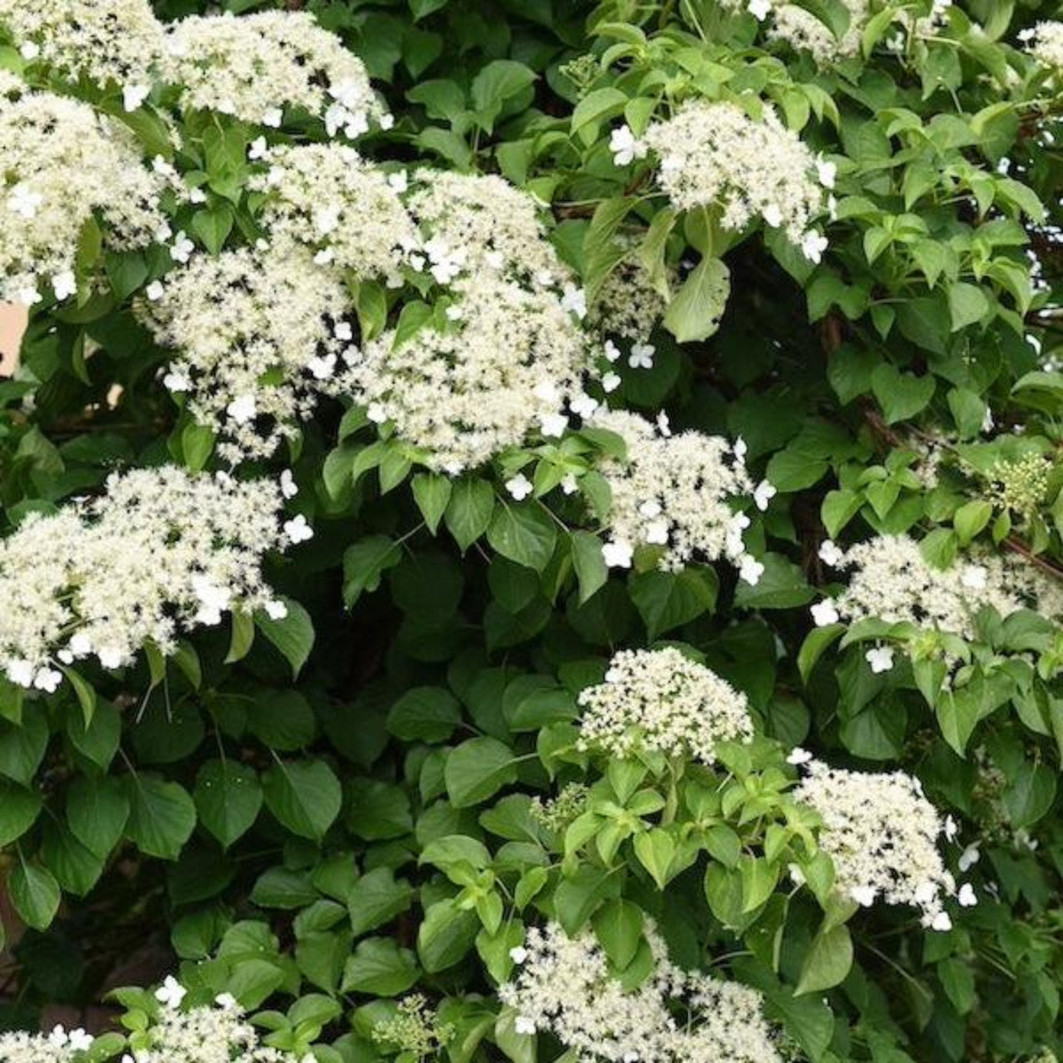 Barbara Ann Climbing Hydrangea
