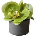 Artificial Faux Flower Mini Real Touch Potted Orchid Green