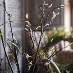 Seed Germination Branch Stem Faux