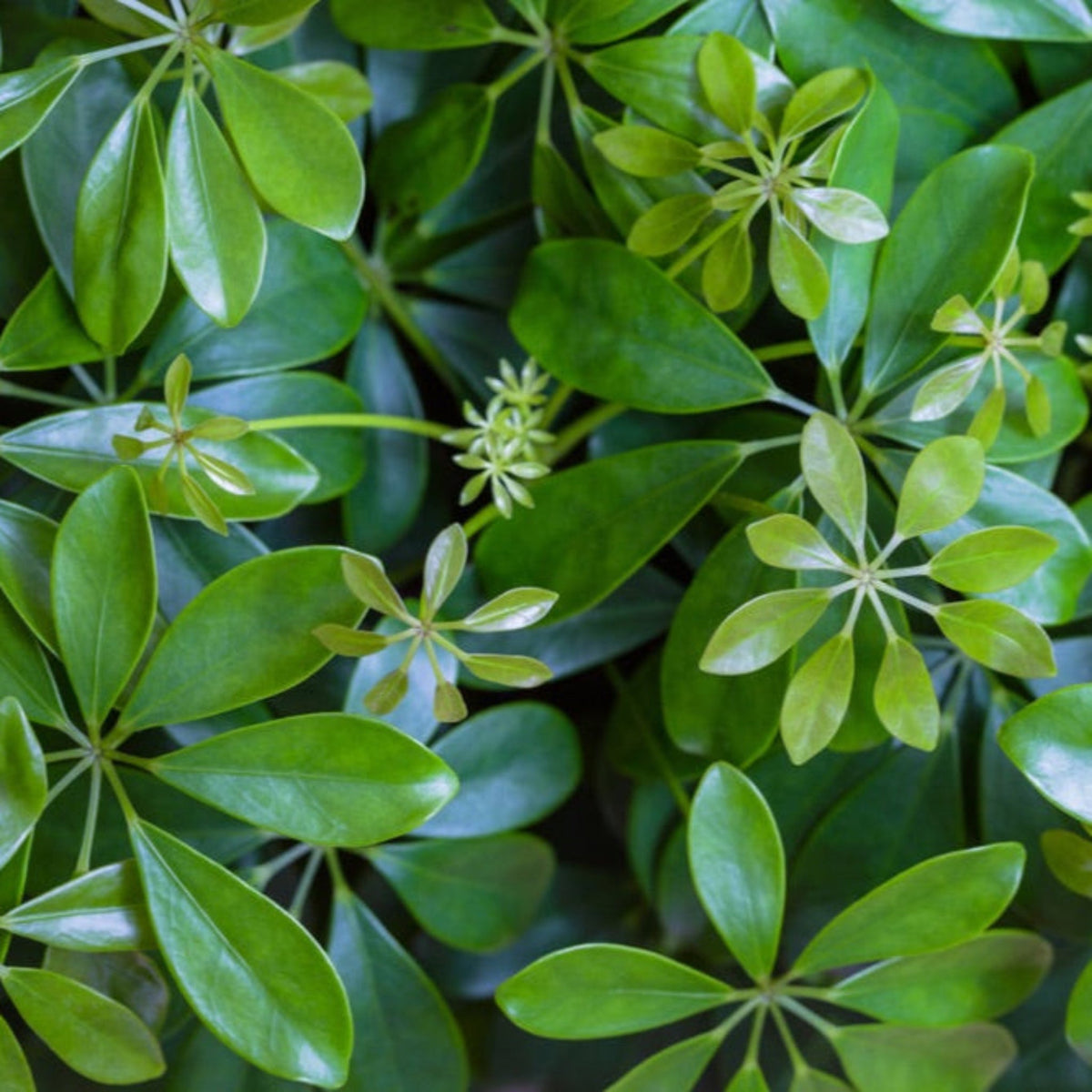 Schefflera (Umbrella Plant)
