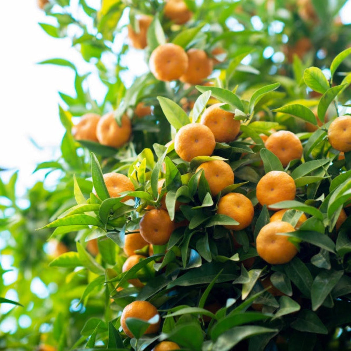 Owari Satsuma Tree
