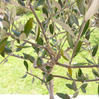 Frantoio Olive Tree