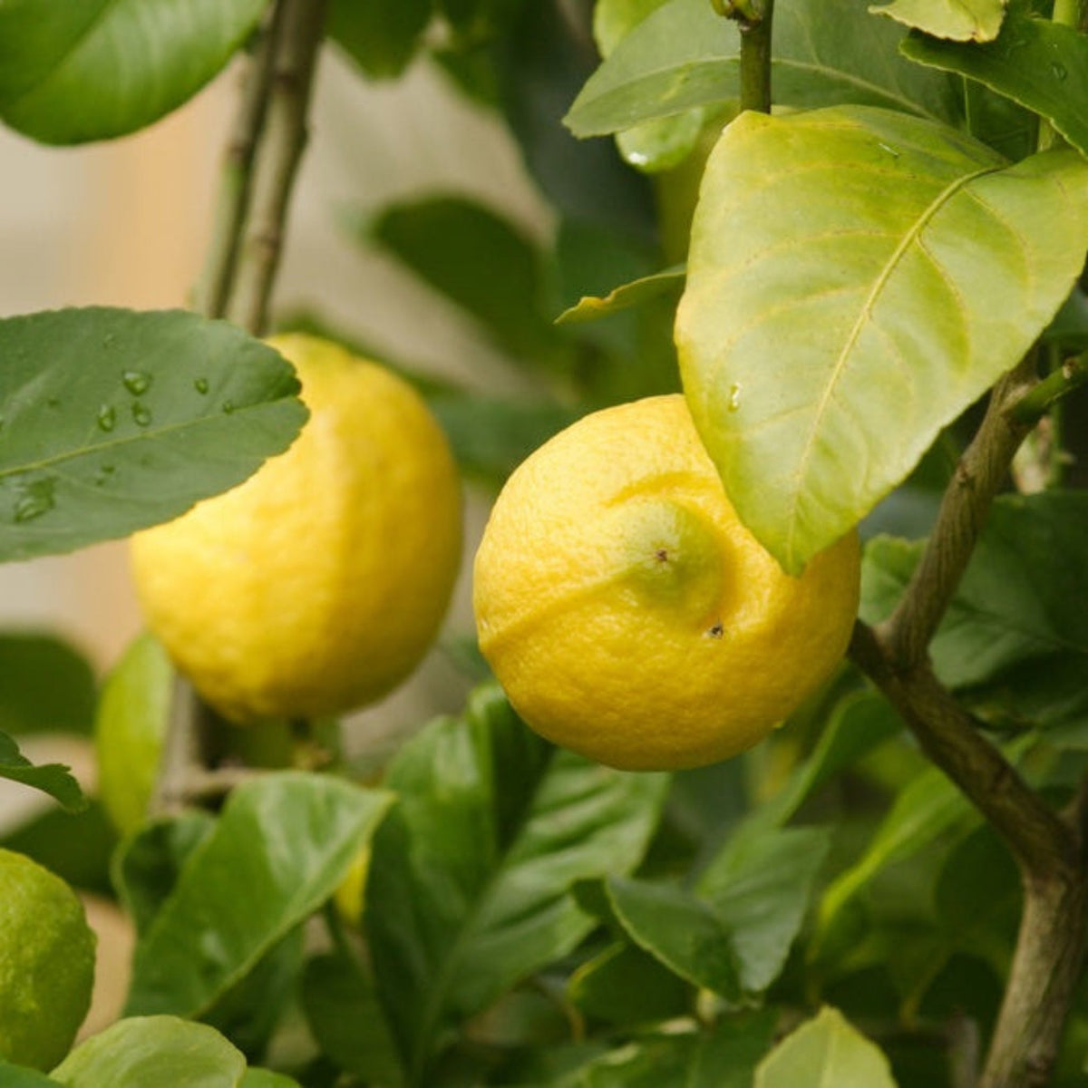 Eureka Lemon Tree