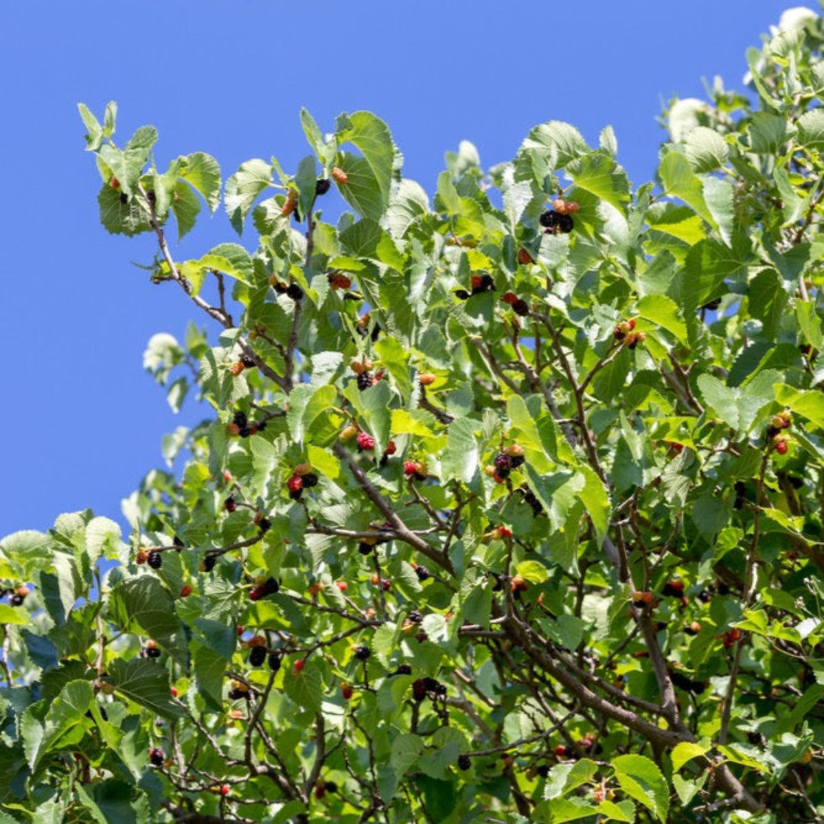 Everbearing Mulberry Tree