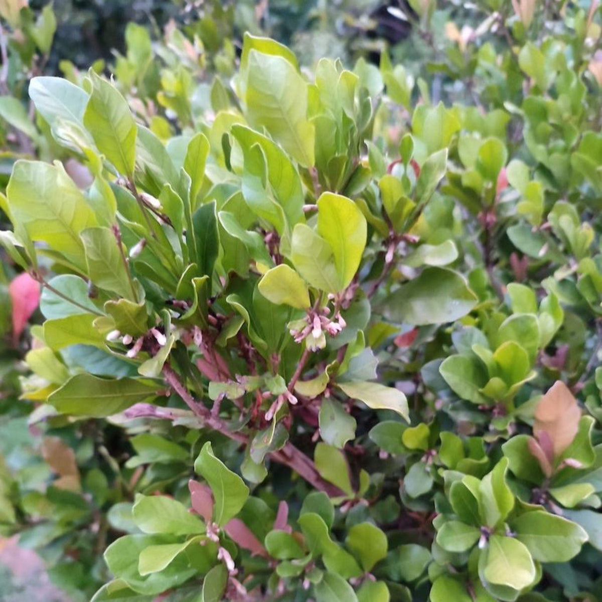 Miracle Fruit