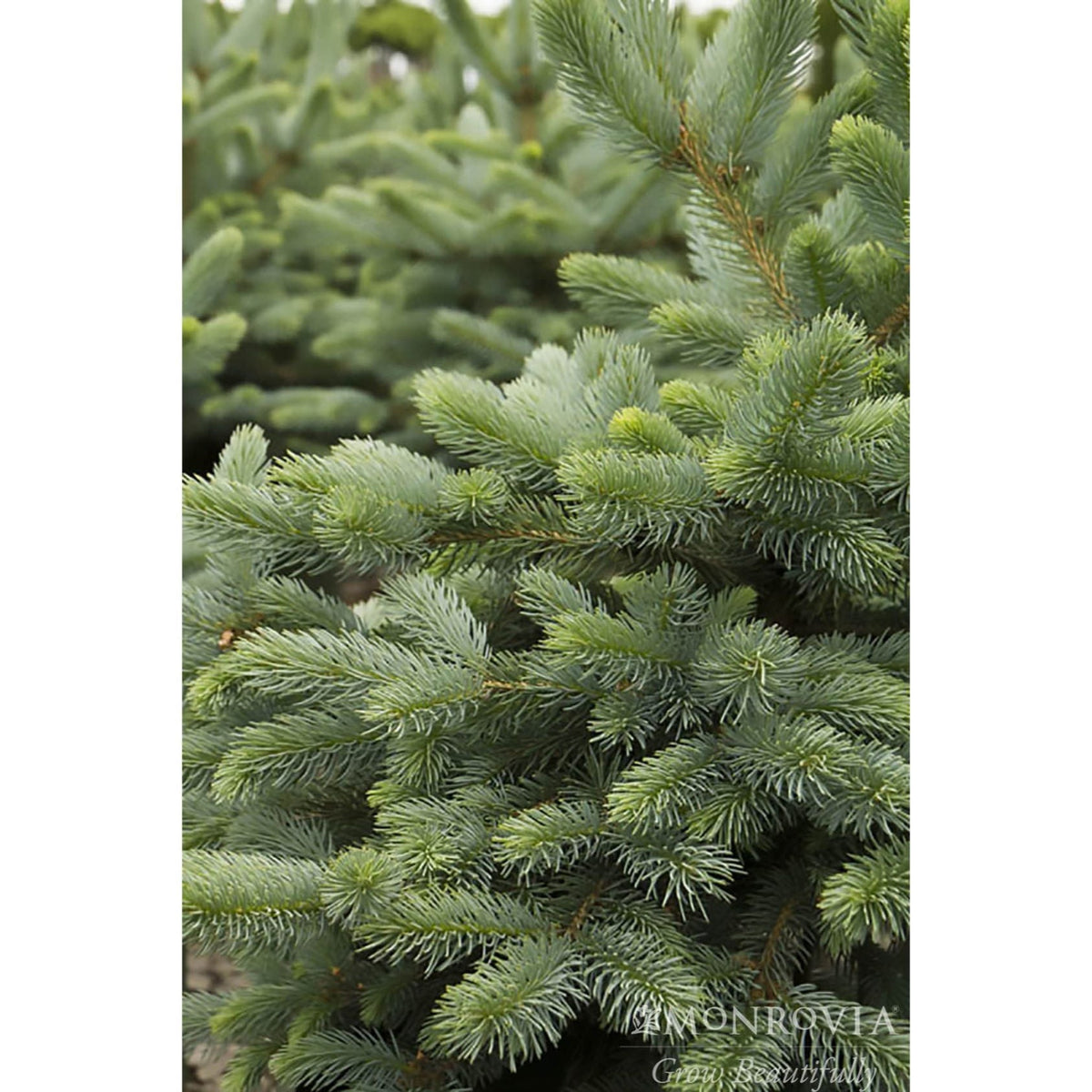 Baby Blue Eyes Spruce
