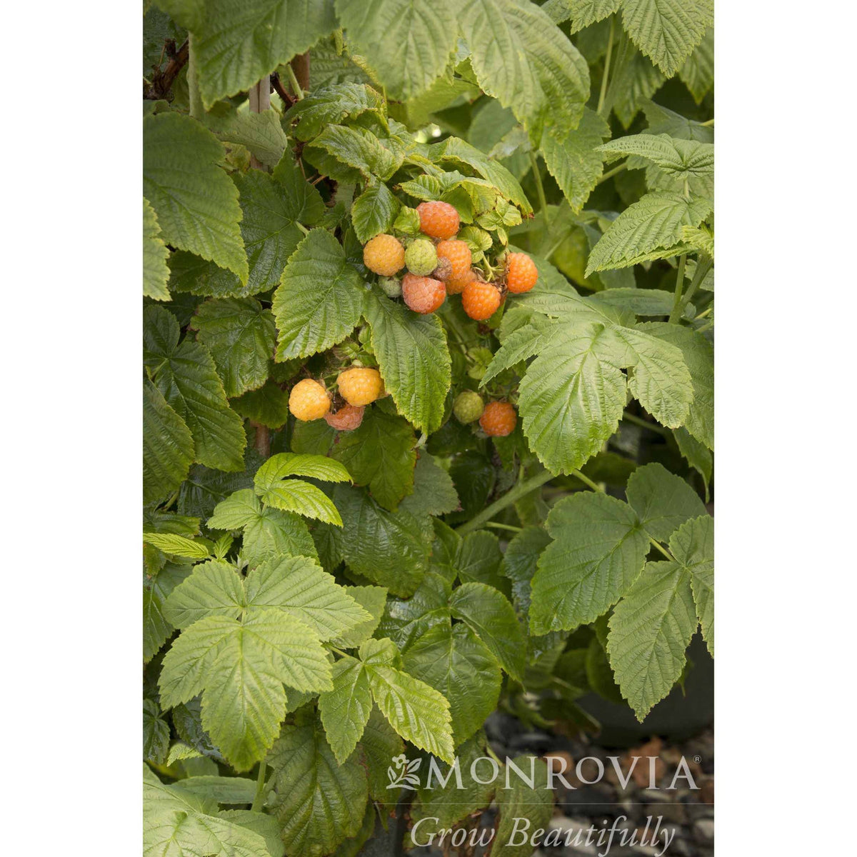 Fall Gold Raspberry