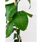 Ray Ruby Grapefruit Tree (FL)